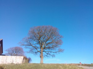 meditate on the above while being rooted in the below, absorbing the dream of what Life can be at its best